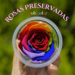 Rosa Preservada 7-8cms 3pcs multicolor